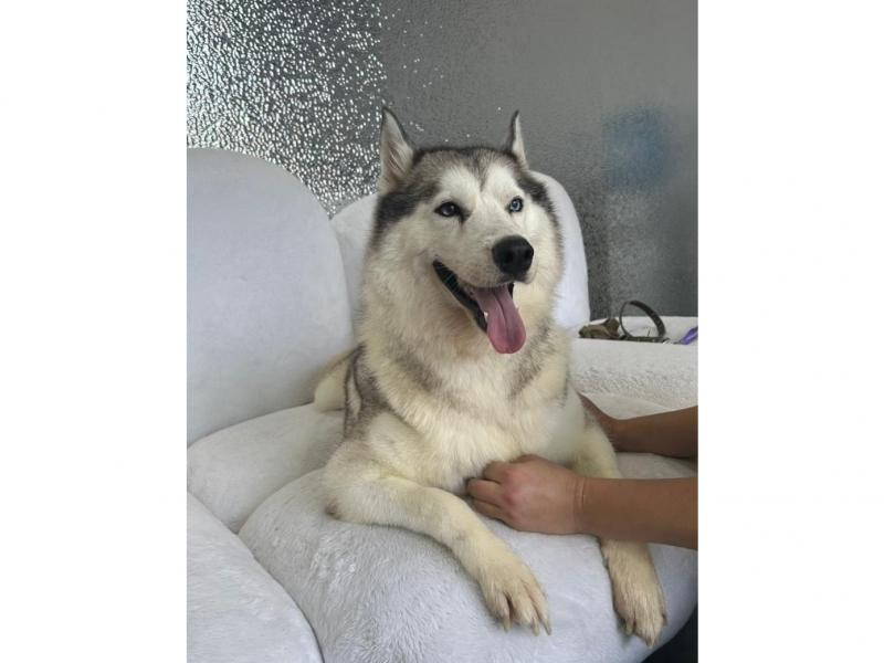 В дар собаку