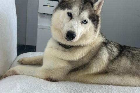 В дар собаку. Хаски Мелисса ищет дом. Фото4