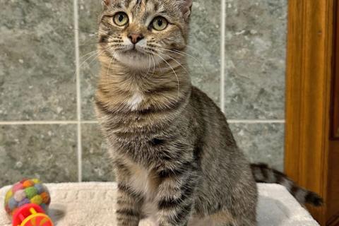 В дар кошку. Очаровательная кошечка-подросток Аглая ищет дом. Фото1