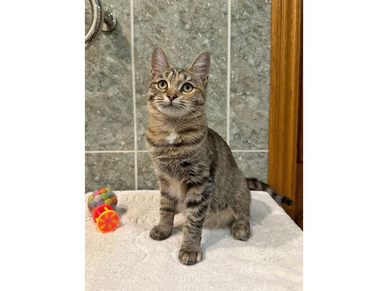 В дар кошку