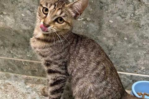 В дар кошку. Очаровательная кошечка-подросток Аглая ищет дом. Фото4