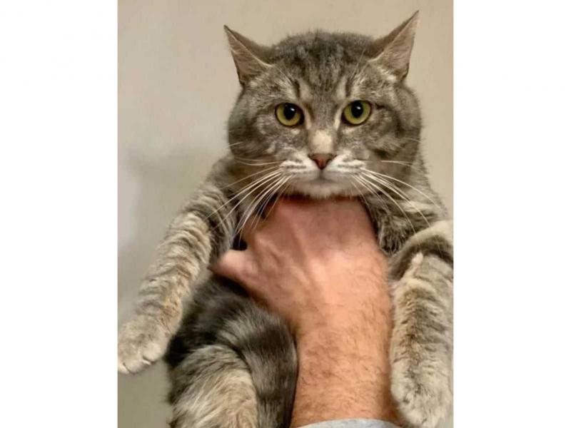 В дар кошку