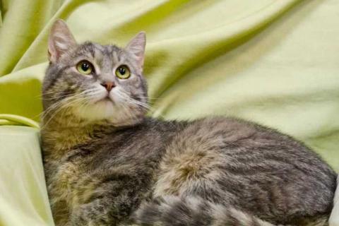 В дар кошку. Князь Серебряный — котик Кисыч ищет дом. Фото2