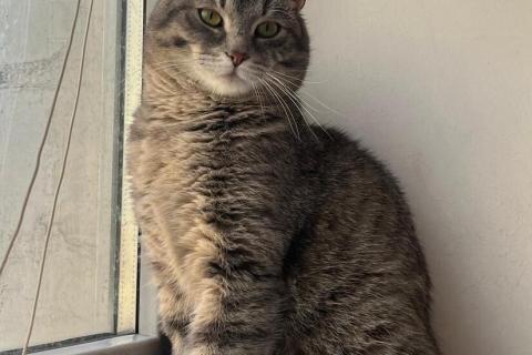 В дар кошку. Князь Серебряный — котик Кисыч ищет дом. Фото3