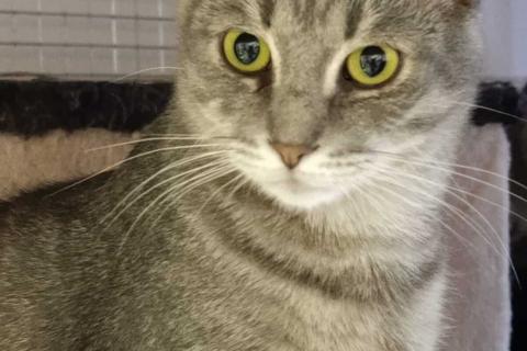 В дар кошку. Князь Серебряный — котик Кисыч ищет дом. Фото4