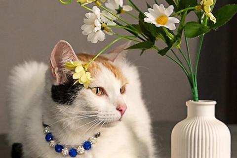 В дар кошку. Ласковая и нежная кошечка Снежинка ищет дом. Фото1