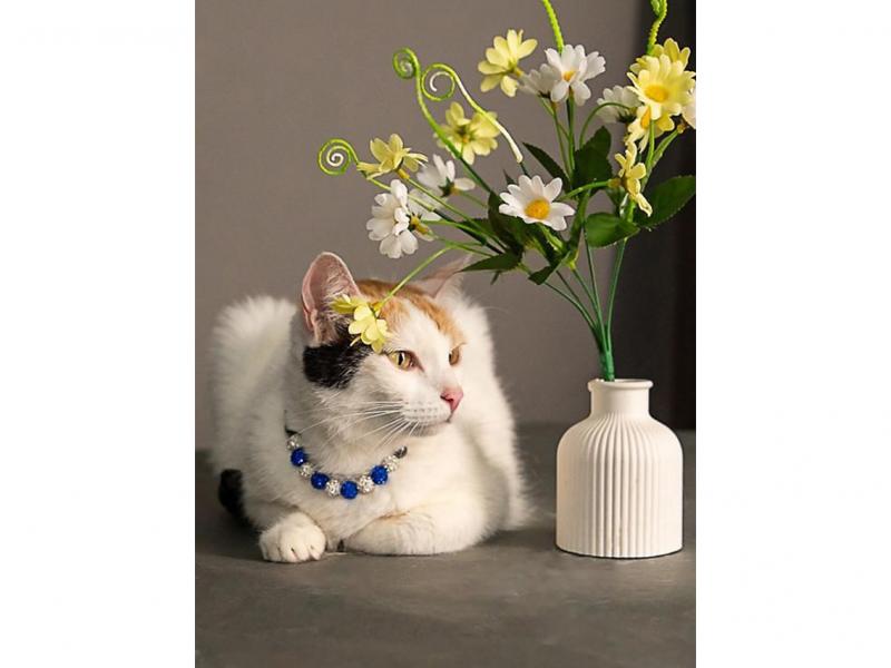 В дар кошку