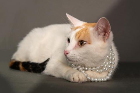 В дар кошку. Ласковая и нежная кошечка Снежинка ищет дом. Фото2