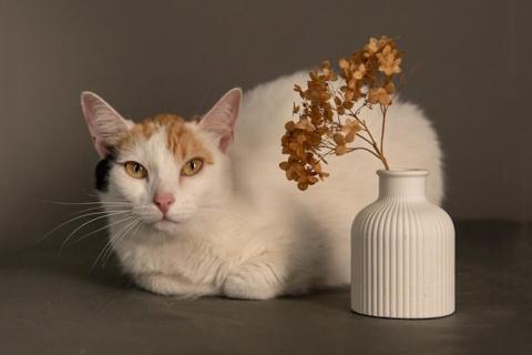 В дар кошку. Ласковая и нежная кошечка Снежинка ищет дом. Фото3