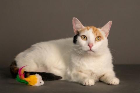 В дар кошку. Ласковая и нежная кошечка Снежинка ищет дом. Фото4