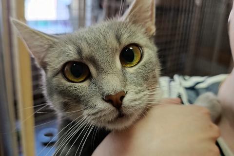 В дар кошку. Серо-дымчатая косенькая кошка Кося в дар. Фото1