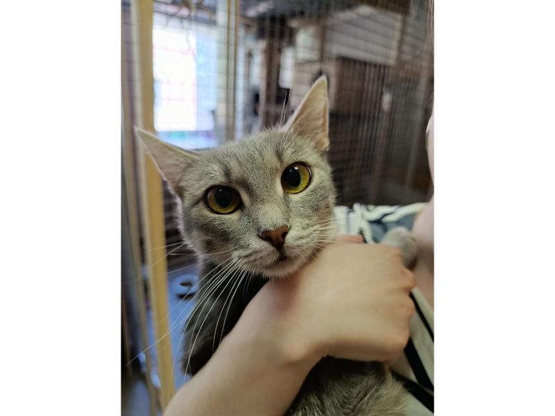 В дар кошку