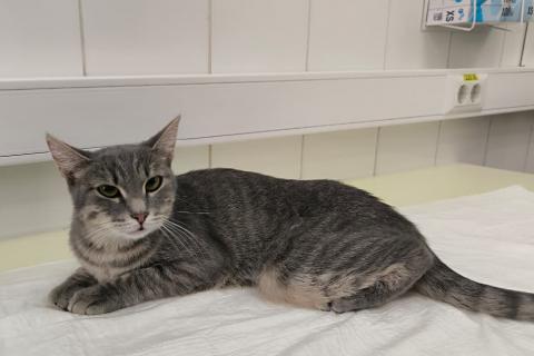 В дар кошку. Серо-дымчатая косенькая кошка Кося в дар. Фото3