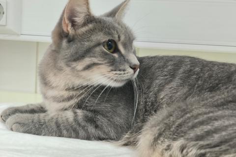 В дар кошку. Серо-дымчатая косенькая кошка Кося в дар. Фото4