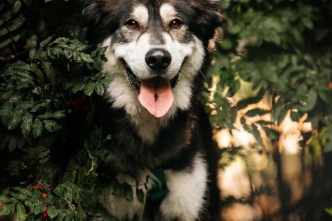 В дар собаку. Чудесная собака в поисках семьи!. Фото1