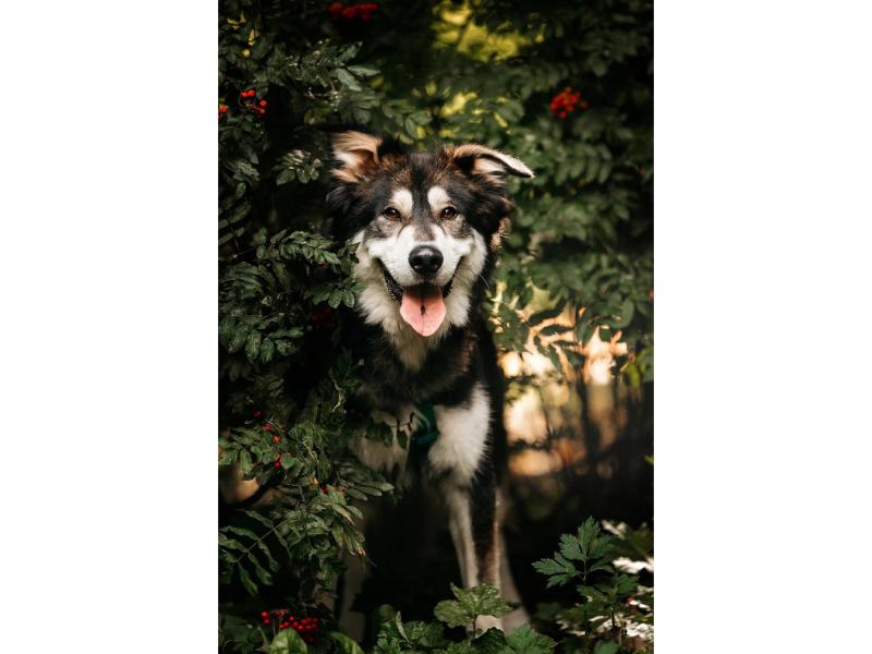 В дар собаку