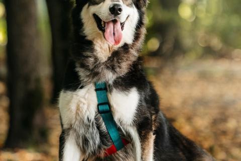 В дар собаку. Чудесная собака в поисках семьи!. Фото2