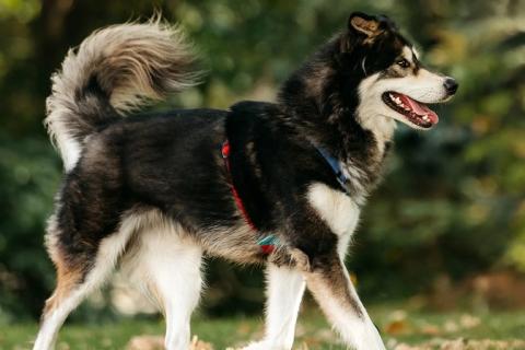 В дар собаку. Чудесная собака в поисках семьи!. Фото3