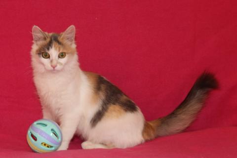 В дар кошку. Пушистый трехцветный котёнок Мила в добрые руки. Фото2