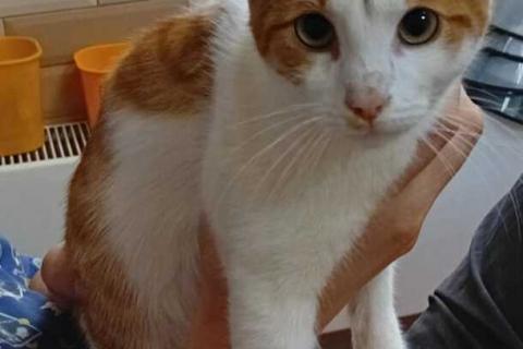 В дар кошку. Рыжий котёнок Серго в добрые руки. Фото1