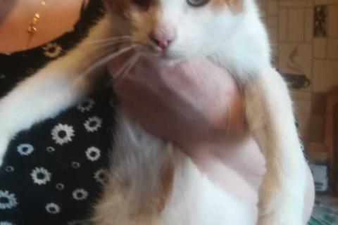 В дар кошку. Рыжий котёнок Серго в добрые руки. Фото4