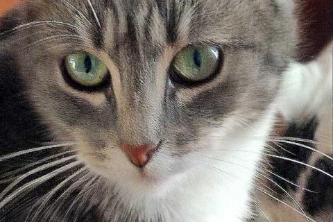 В дар кошку. Мэй, серебристо-дымчатая кошечка, ищет свой дом. Фото1