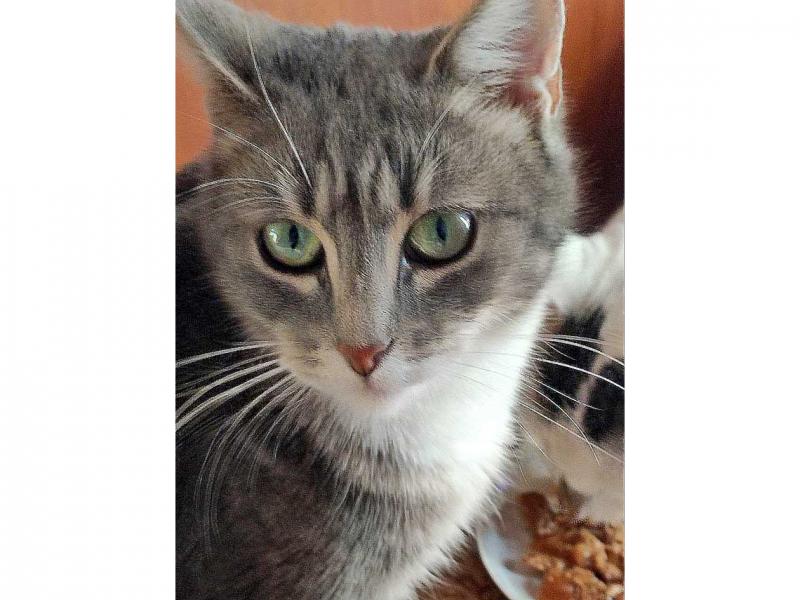 В дар кошку