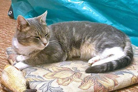 В дар кошку. Мэй, серебристо-дымчатая кошечка, ищет свой дом. Фото2