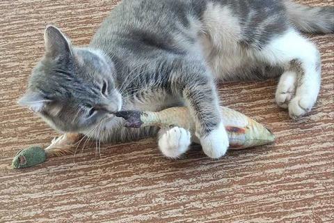 В дар кошку. Мэй, серебристо-дымчатая кошечка, ищет свой дом. Фото3