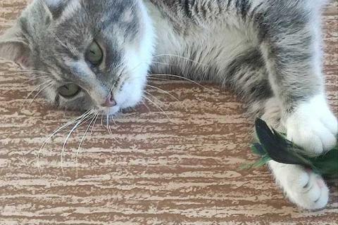 В дар кошку. Мэй, серебристо-дымчатая кошечка, ищет свой дом. Фото4