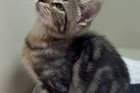 В дар кошку. Мраморный котёнок Чип в добрые руки. Фото1