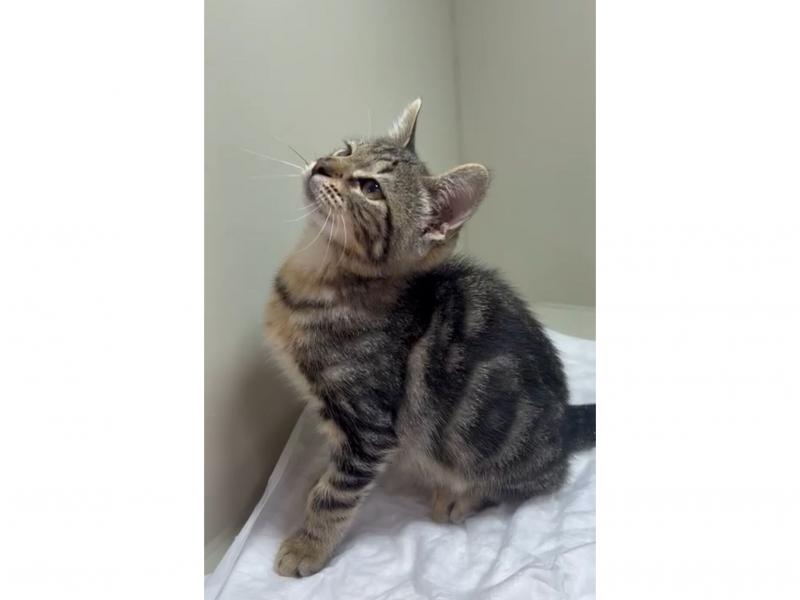 В дар кошку