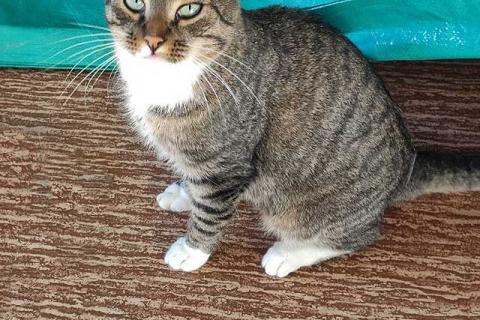 В дар кошку. Кот Художник ищет дом и вдохновение. Фото4