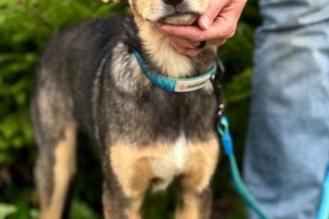 В дар собаку. Маленькая принцесса Рита с умными глазами в поисках своего дома. Фото1