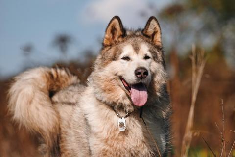 В дар собаку. Маламут Аякс ищет дом. Фото1