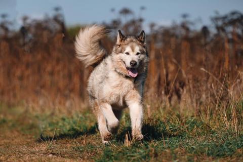 В дар собаку. Маламут Аякс ищет дом. Фото4