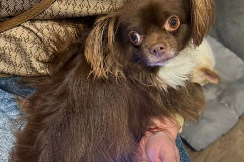 В дар собаку. Шоколадная чихуахуа Алексей в добрые руки. Фото1