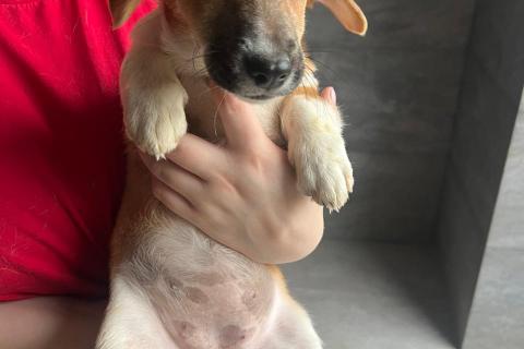 В дар собаку. Щенки метисы вельш корги и джек-рассел-терьера. Фото3