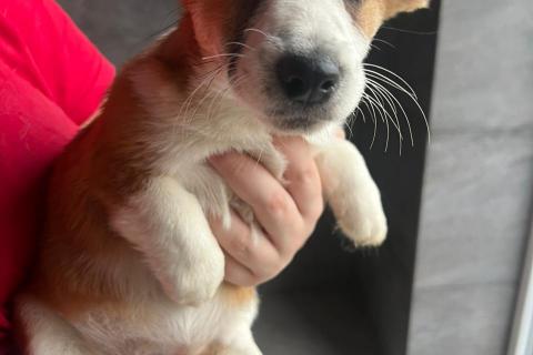 В дар собаку. Щенки метисы вельш корги и джек-рассел-терьера. Фото4