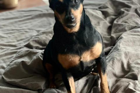 В дар собаку. Цвергпинчер в добрые руки. Фото1