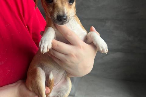 В дар собаку. Щенки той-фокстерьера в дар. Фото1