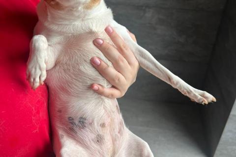 В дар собаку. Американские той-фокстерьеры в дар. Фото1