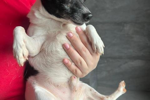 В дар собаку. Американские той-фокстерьеры в дар. Фото2