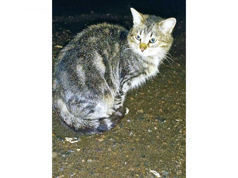 В дар кошку