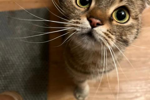 В дар кошку. Шотландская вислоухая кошка в дар. Фото1