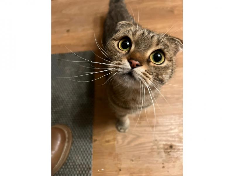 В дар кошку