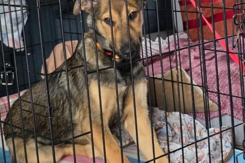 В дар собаку. Акио - ласковый малыш в поисках дома. Фото2