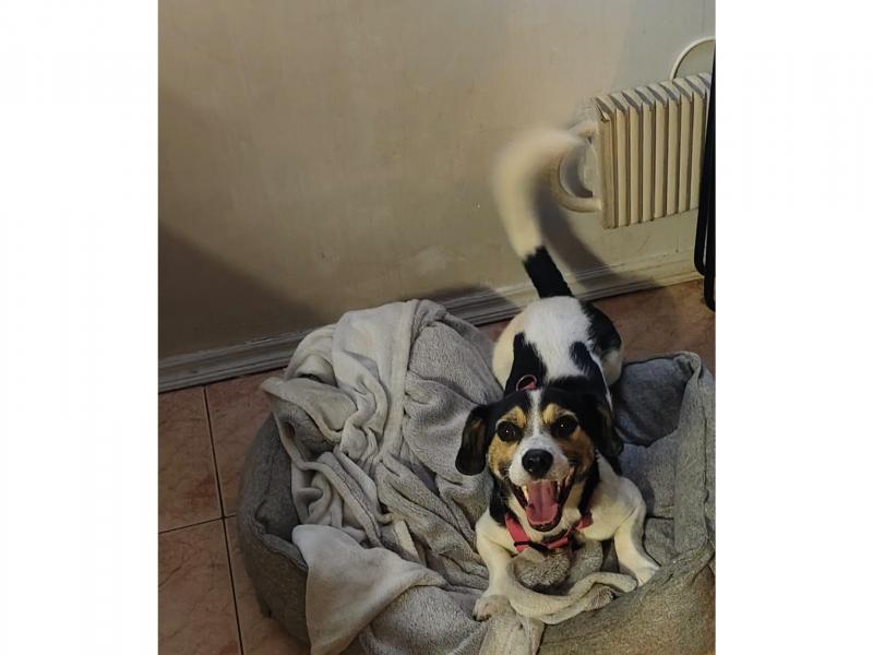 В дар собаку