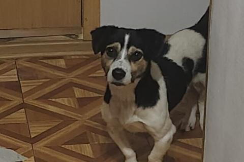 В дар собаку. Коротколапик Рони - метис джек рассела ищет дом!. Фото4