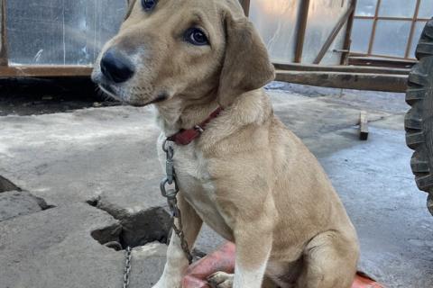 В дар собаку. Самый ласковый щенок метис лабрадора Веста в дар. Фото1